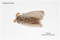 藏品(波麗毒蛾)的圖片